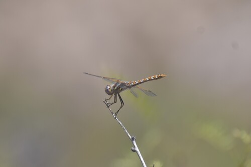 Variegated Meadowhawk