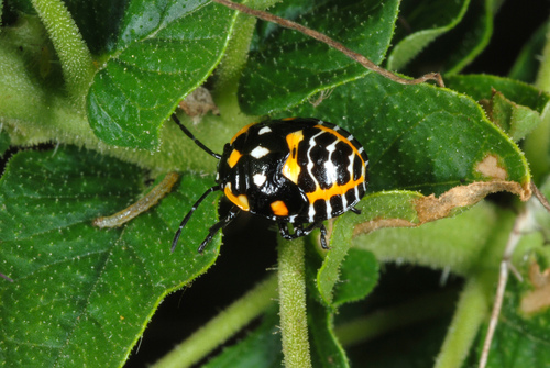Harlequin Bug photo 3
