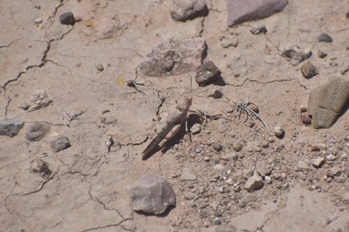 Cream Grasshopper