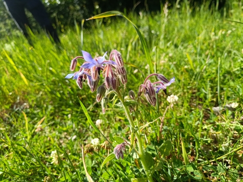 Borage