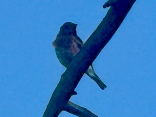 Eastern Bluebird observed by rootfactor