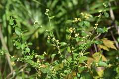 Baccharis glomeruliflora image