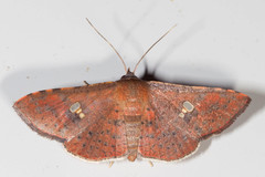 Banisia