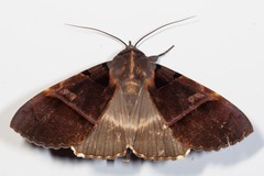 Serrodes