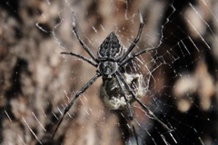 Argiope ocyaloides