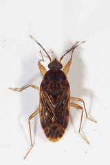 Hebrolethaeus concisus