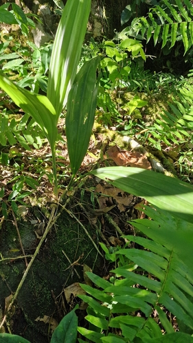 Eulophia pulchra observed 2026-05-12