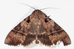 Serrodes