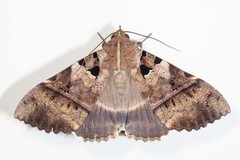 Serrodes