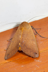 Ophiusa disjungens