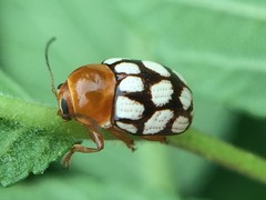 Cryptocephalus guttulatus