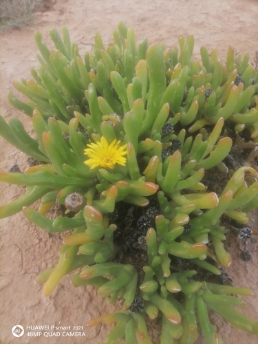 Glottiphyllum difforme (Glottiphyllum difforme)