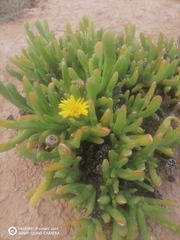 Glottiphyllum difforme