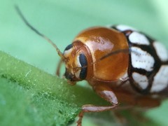 Cryptocephalus guttulatus