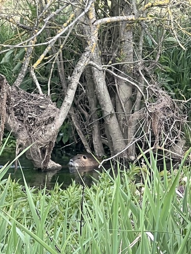 Coypu
