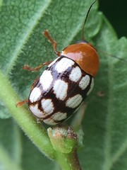 Cryptocephalus guttulatus