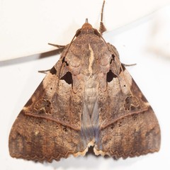 Serrodes