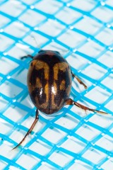 Hyphydrus elegans