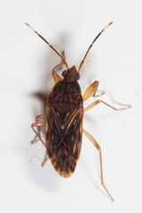 Hebrolethaeus concisus