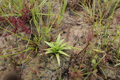 Eriocaulon truncatum