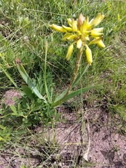 Aloe ecklonis, photograph (c) Janet Gates, some rights reserved (CC BY-SA)