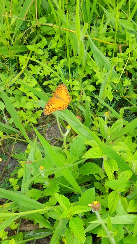 Mexican Fritillary