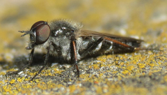 Ozodiceromyia nigrimana