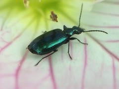 Lebia viridis