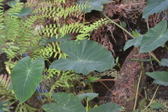 Colocasia esculenta
