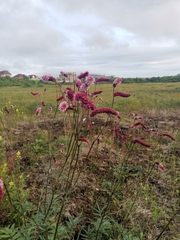 Sanguisorba tenuifolia