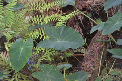Colocasia esculenta