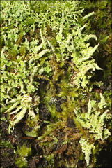 Cladonia rigida