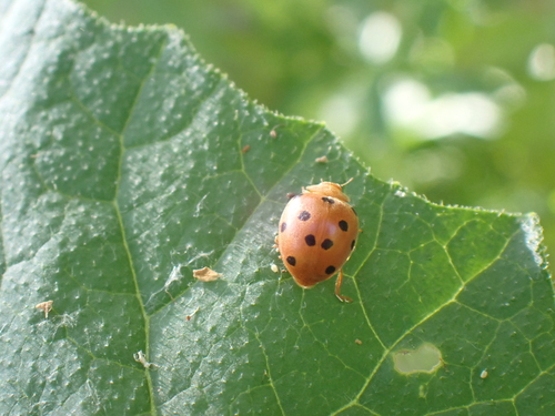 Bryony Ladybird
