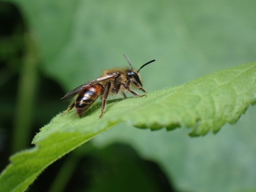 Bryony Mining Bee