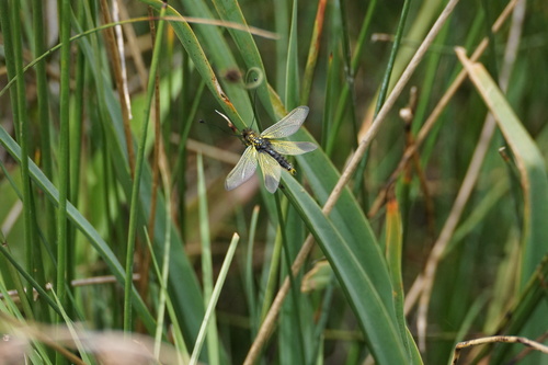 Libelloides ictericus