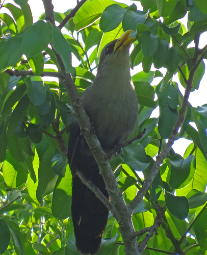 Green Malkoha