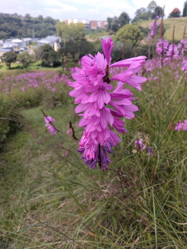 Watsonia densiflora, photograph 3
