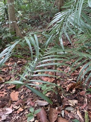 Areca insignis