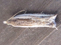 Ancylis sativa