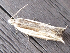 Ancylis sativa