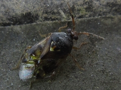 Deraeocoris ulmi