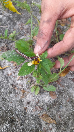 Mexican Fritillary
