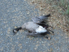 Branta hutchinsii