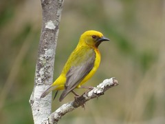 Olive-Headed Weaver photo 1