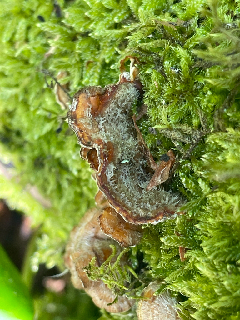Stereum hirsutum · May 2026 · photo: © giselle_s (iNaturalist, cc0)