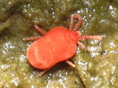 Microtrombidiidae