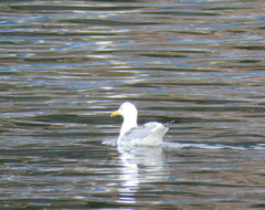 Larus glaucoides thayeri