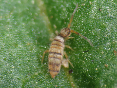 Entomobrya atrocincta