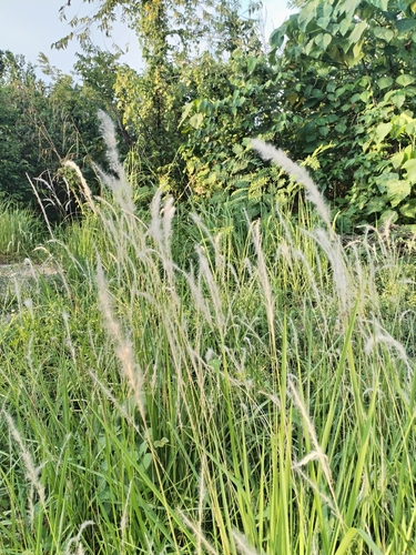Cogon Grass