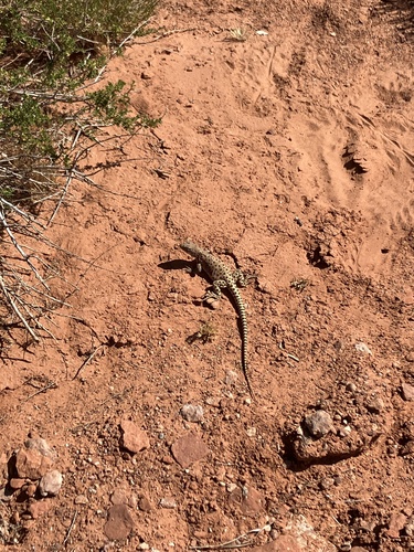 Long-nosed Leopard Lizard